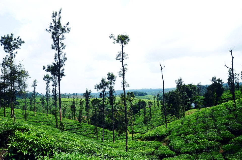 Coorg, Farms, Trees