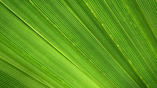 Palm tree close up green