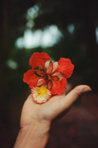 selective focus photography of person holding red petaled flower photo