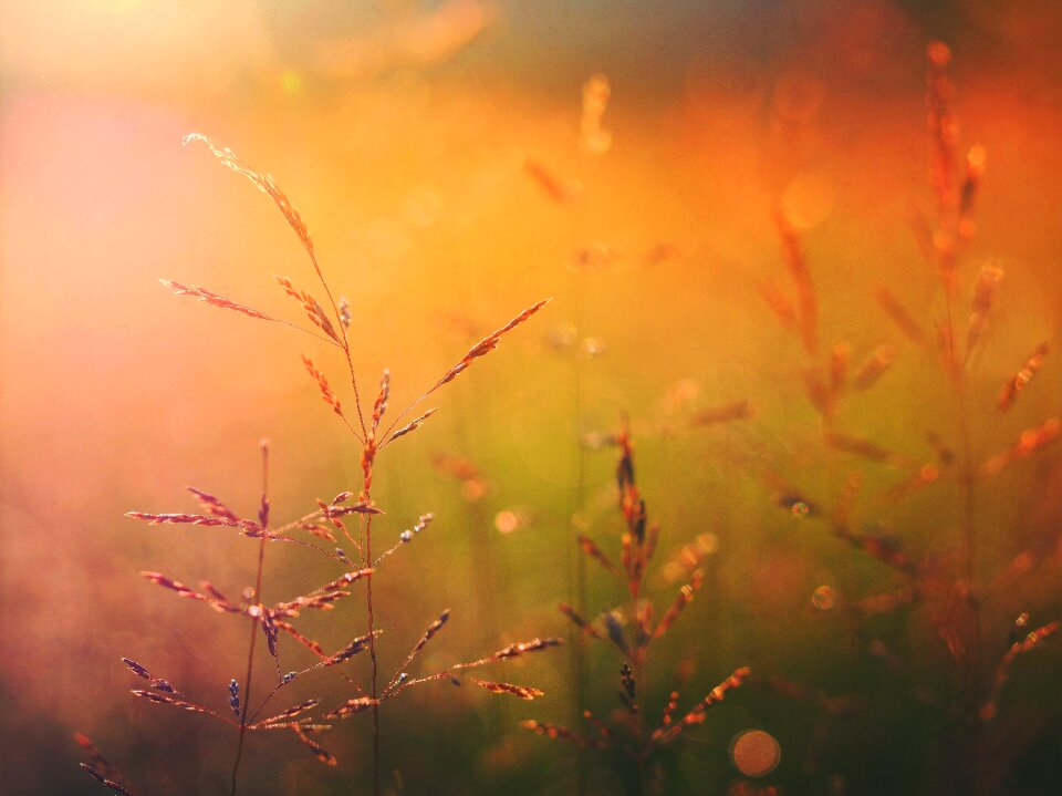 Light macro nature