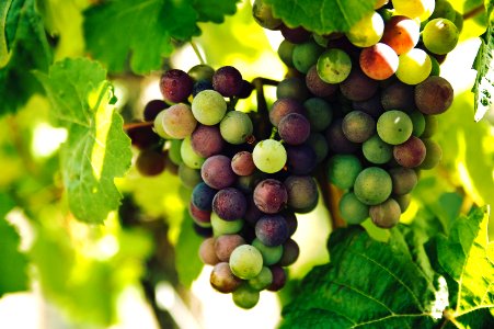 grapes on trunk photography