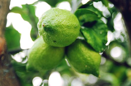close up photo of green citrus fruit photo