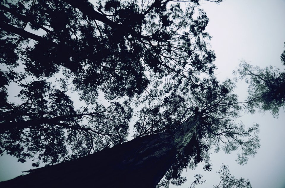 Monotone, Lookup, Turnk