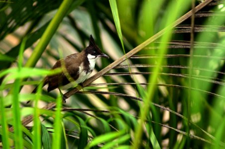Bird, Bulbul, Jungle