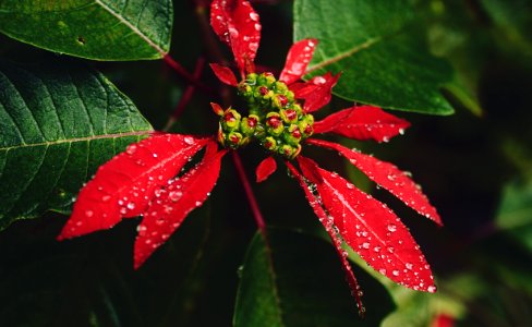 Red, Leaf, Droplets photo