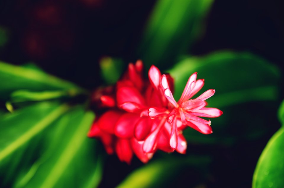 Leaf, Nature, Bloom