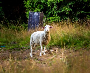 Jugw, Pol, Lamb