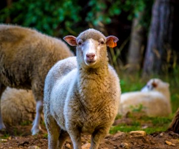 Jugowice, Pol, Animal