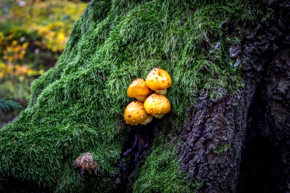 Prze  cz jugowska, Polska, Mushroom