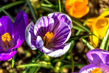 Grass, Violet, Purple