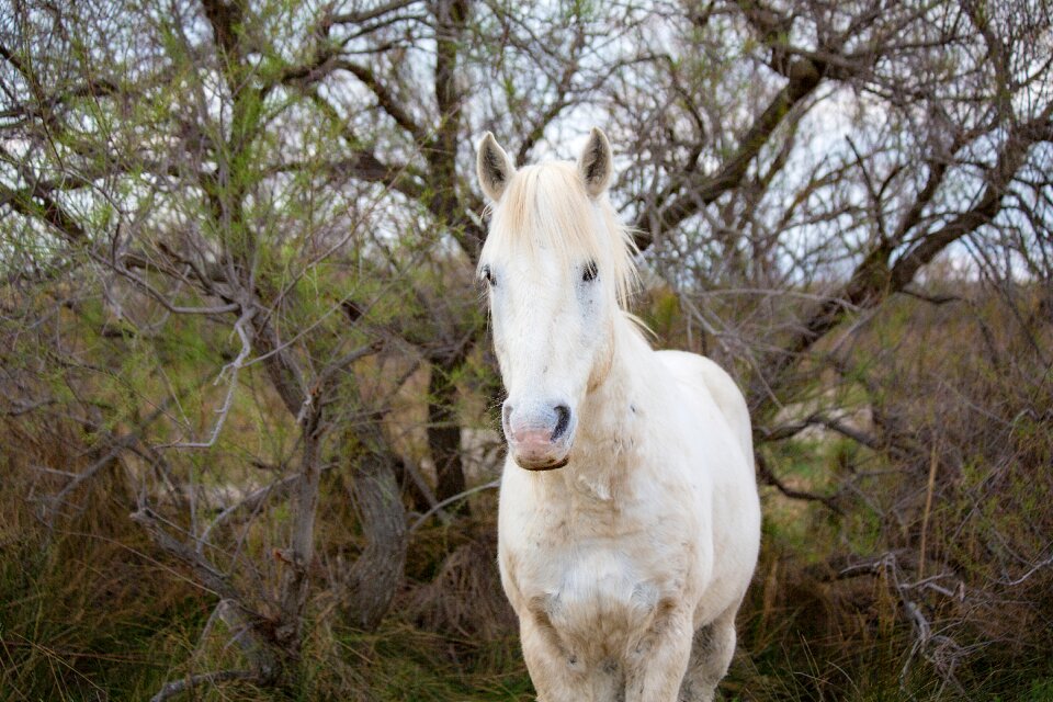 Mane horseback riding white horse