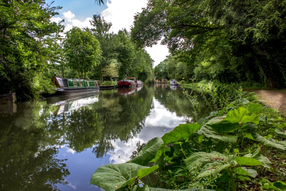 Newbury, United kingdom, Trees