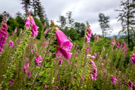 Owl mountains, Bielawa, Pol