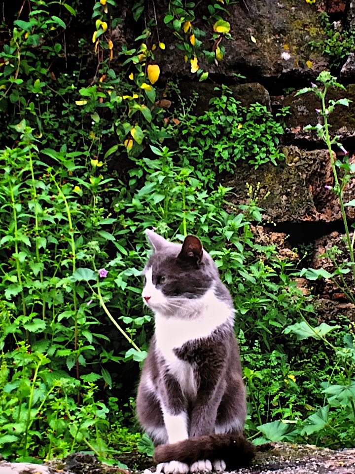 Tuzcular mahallesi, Otopark, 07100 muratpaaantalya