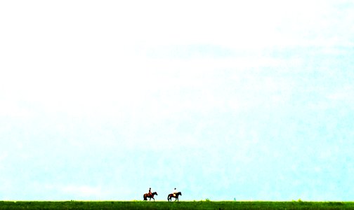 Horse in