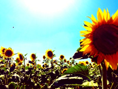 Flower, Nature, Sunflower