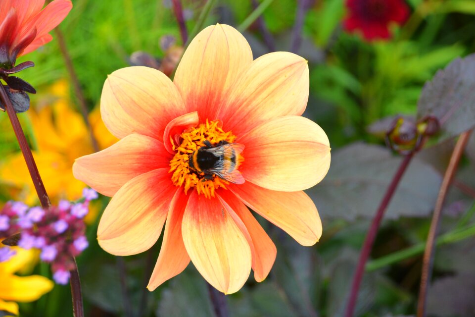 Flower nature garden