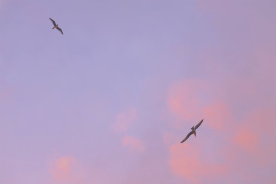 Nature, Pink, Happy