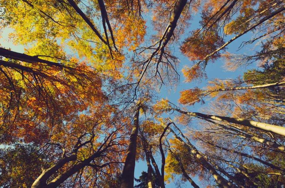 up view of a brown leafed trees