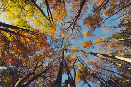 up view of a brown leafed trees