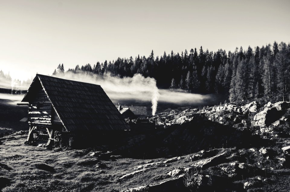 greyscale photography of shed and trees