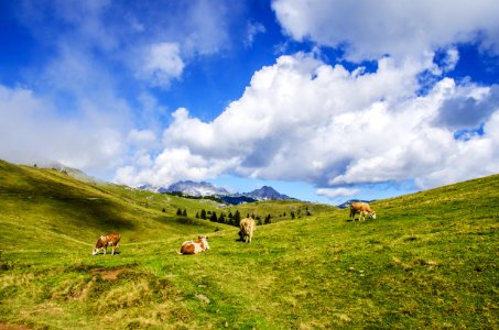 herd of cattle under cloudy sky at daytime photo