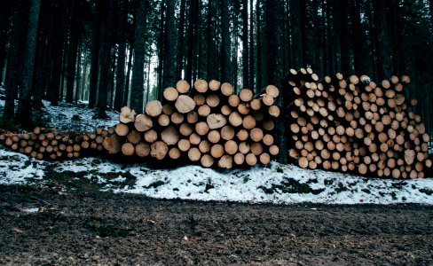 logs stack beside trees photo