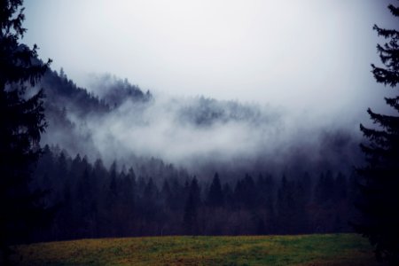 pine trees covered with fog under cloudy sky photo