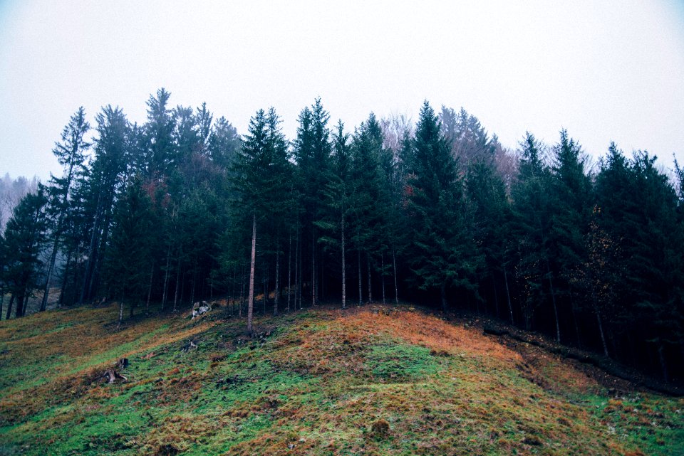 pine tree forest