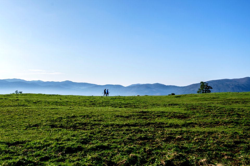 green grass field