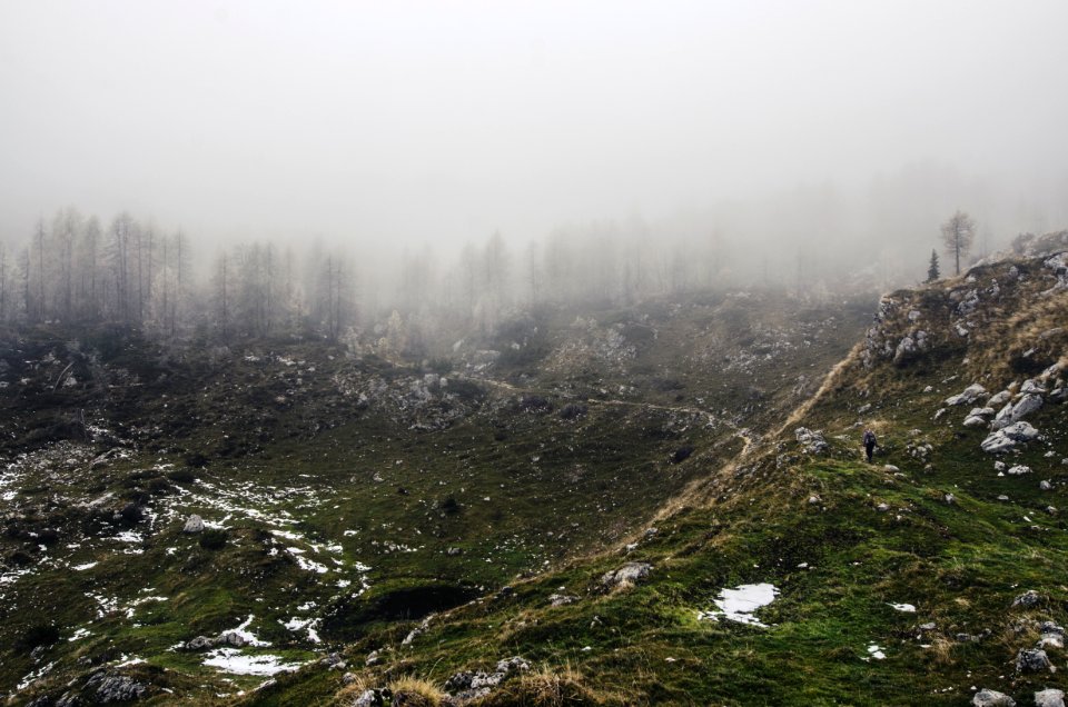 landscape photo of trees photo