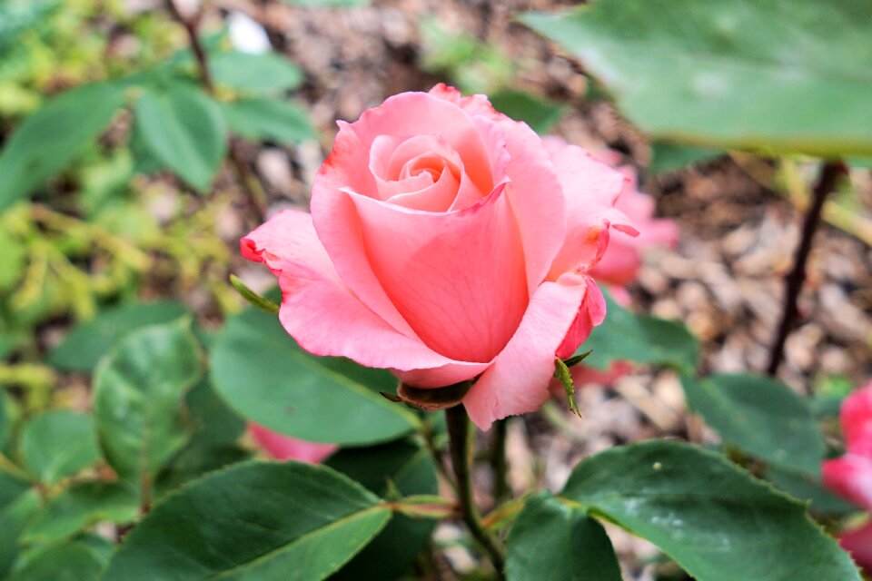 Bloom garden nature