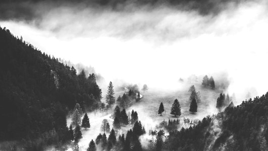 mountain covered with pine tree grayscale photography photo