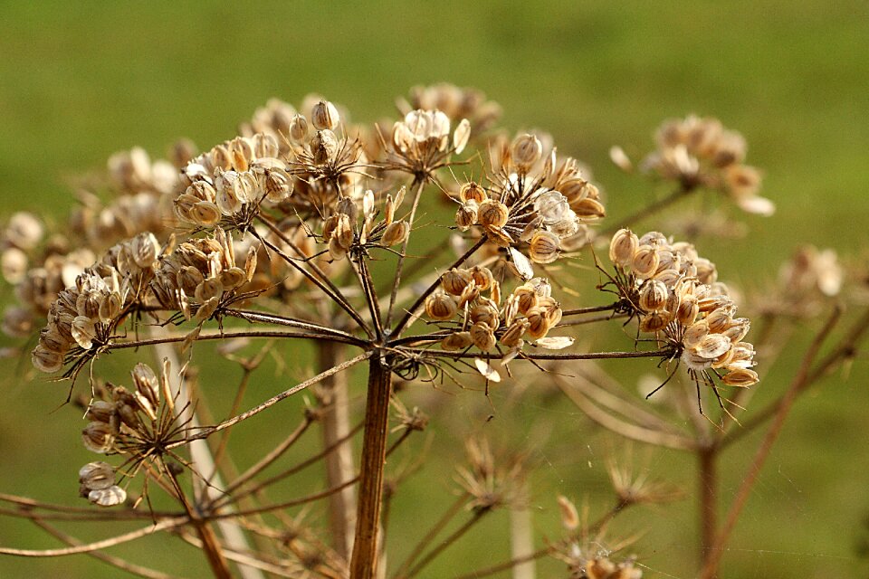 Close up umbelliferae doldengewaechs