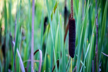 Swamp plant nature photo