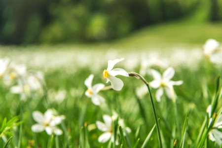 shallow focus photo of white flowers photo