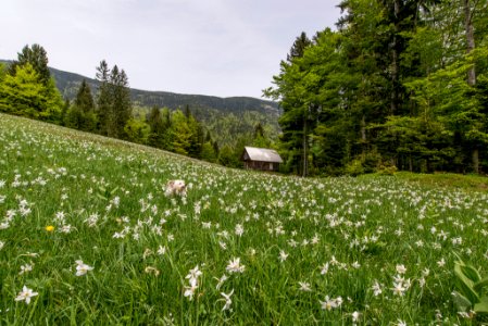 brown house in white petaled flower field photo