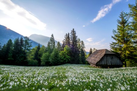 brown hut surrounded by flowers photo