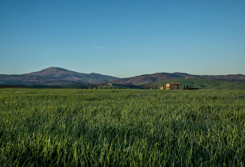 green field