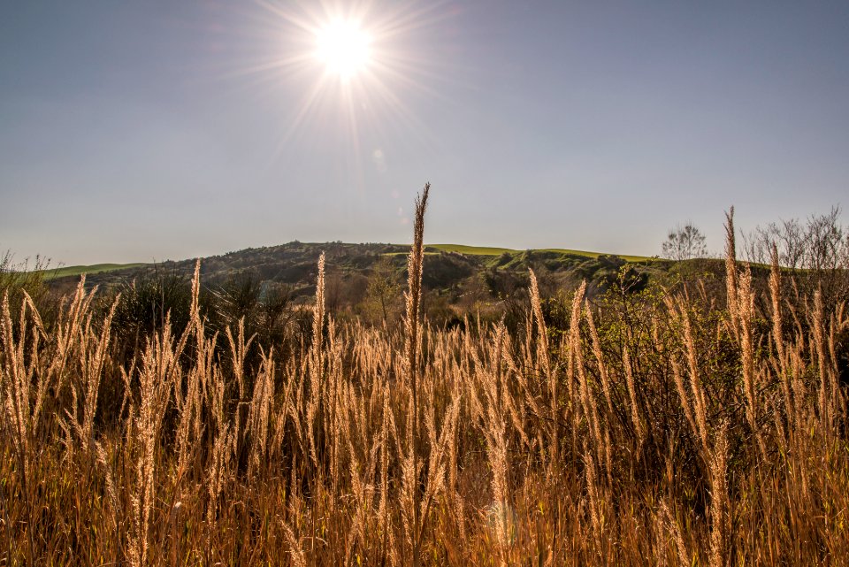 Grass, Plant, Produce