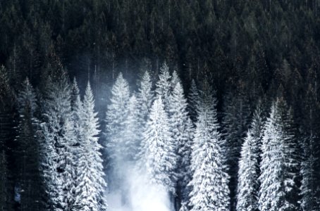 white pine trees photo