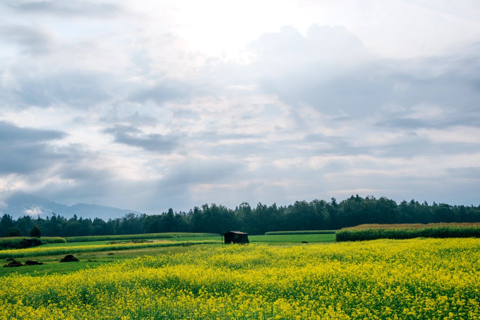 garden of yellow petaled flower