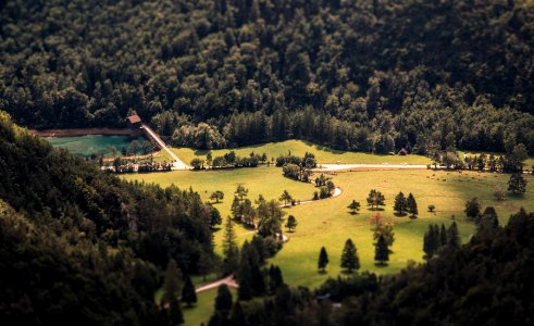 green forest during daytime photo