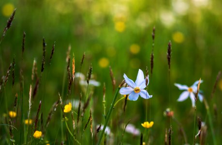 selective focus photo of white petaled flower photo