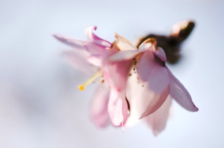 close up photography of pink petaled flower photo