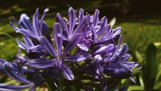 Flowers lavender nature photo