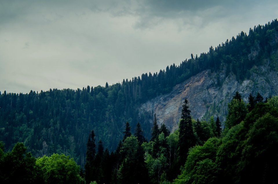 Woods, Scape, Abkhazia