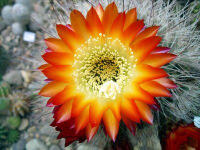 Cacti bloom prickly