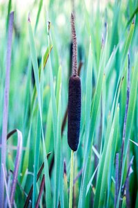 Swamp plant nature photo