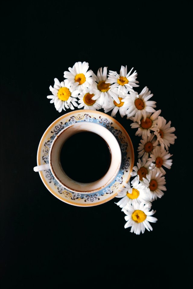 Daisies, Black  white, Flowers